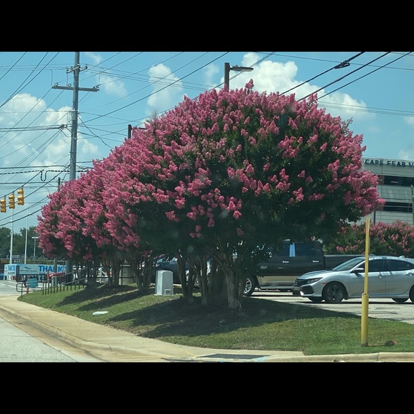 Meet your Posher, Pamela - Picture 1 of 1